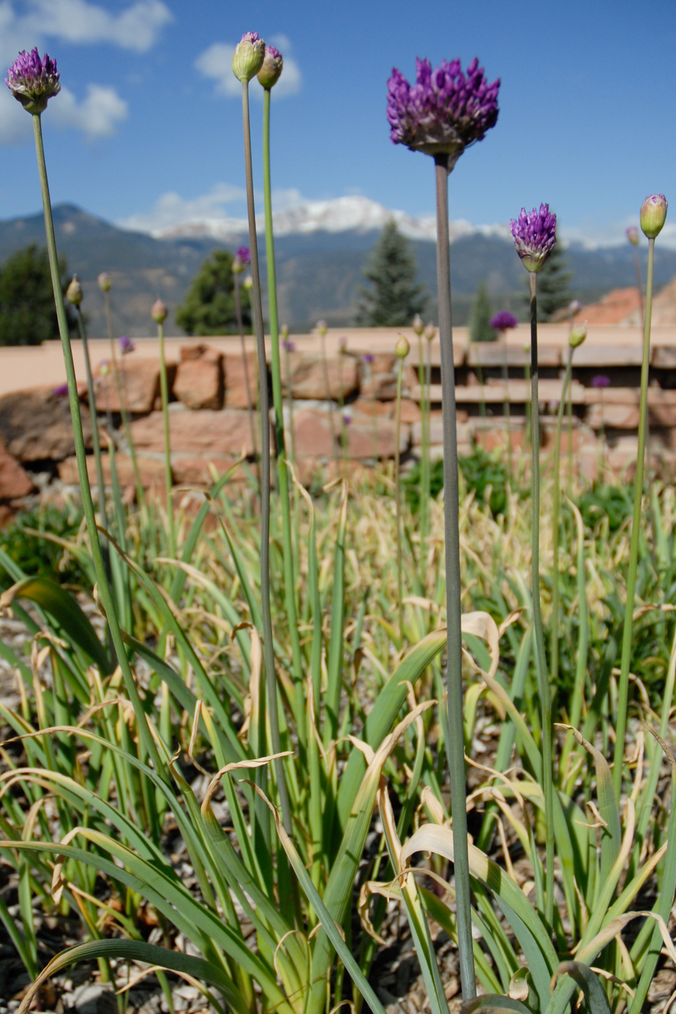 Purple Sensation Allium